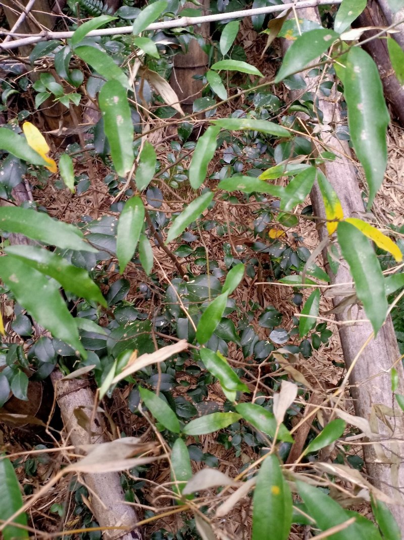 野生，白花竹叶型牛奶根