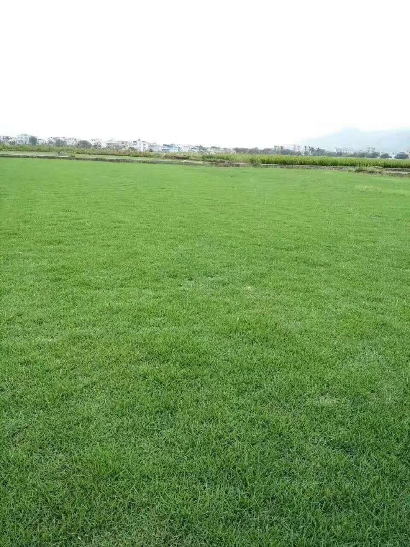 草皮