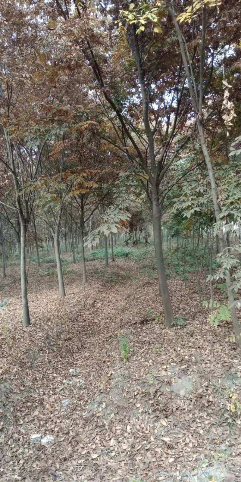 榉树