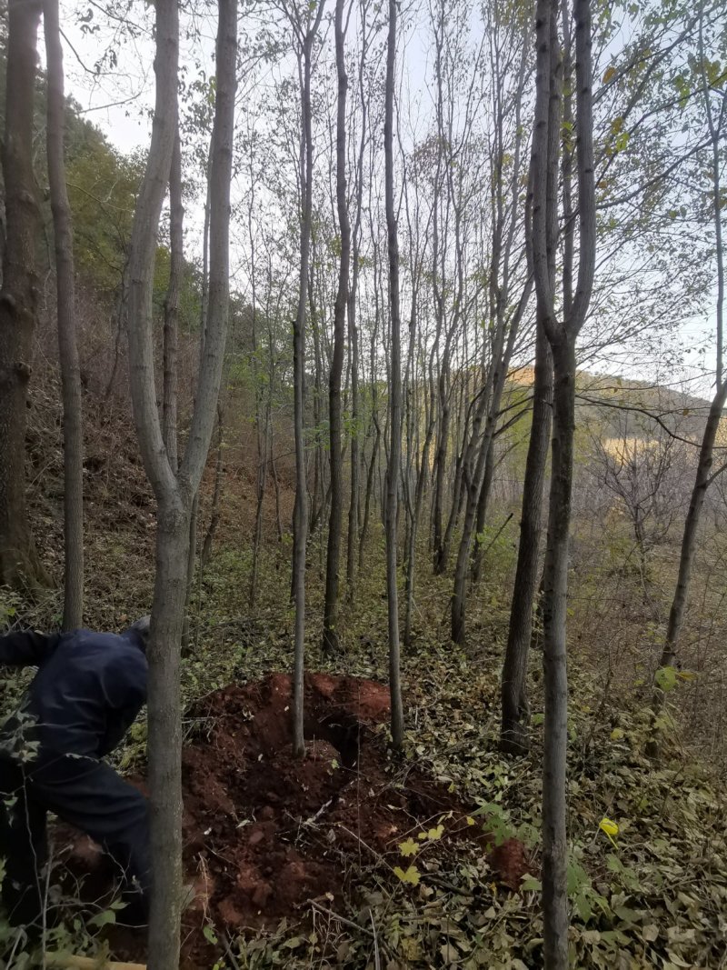 杜仲树
