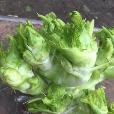 安徽精品儿菜/儿菜头/大量供应市场/电商/一手货源/全国发货