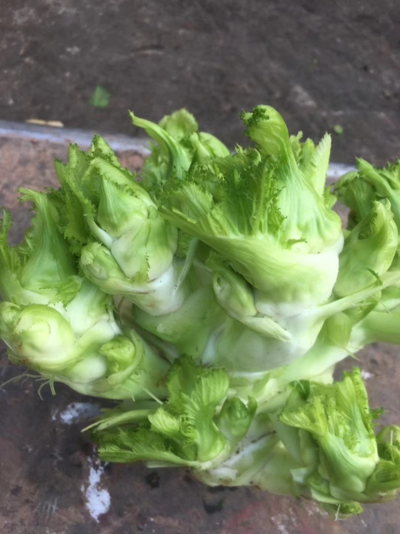 安徽精品儿菜/儿菜头/大量供应市场/电商/一手货源/全国发货