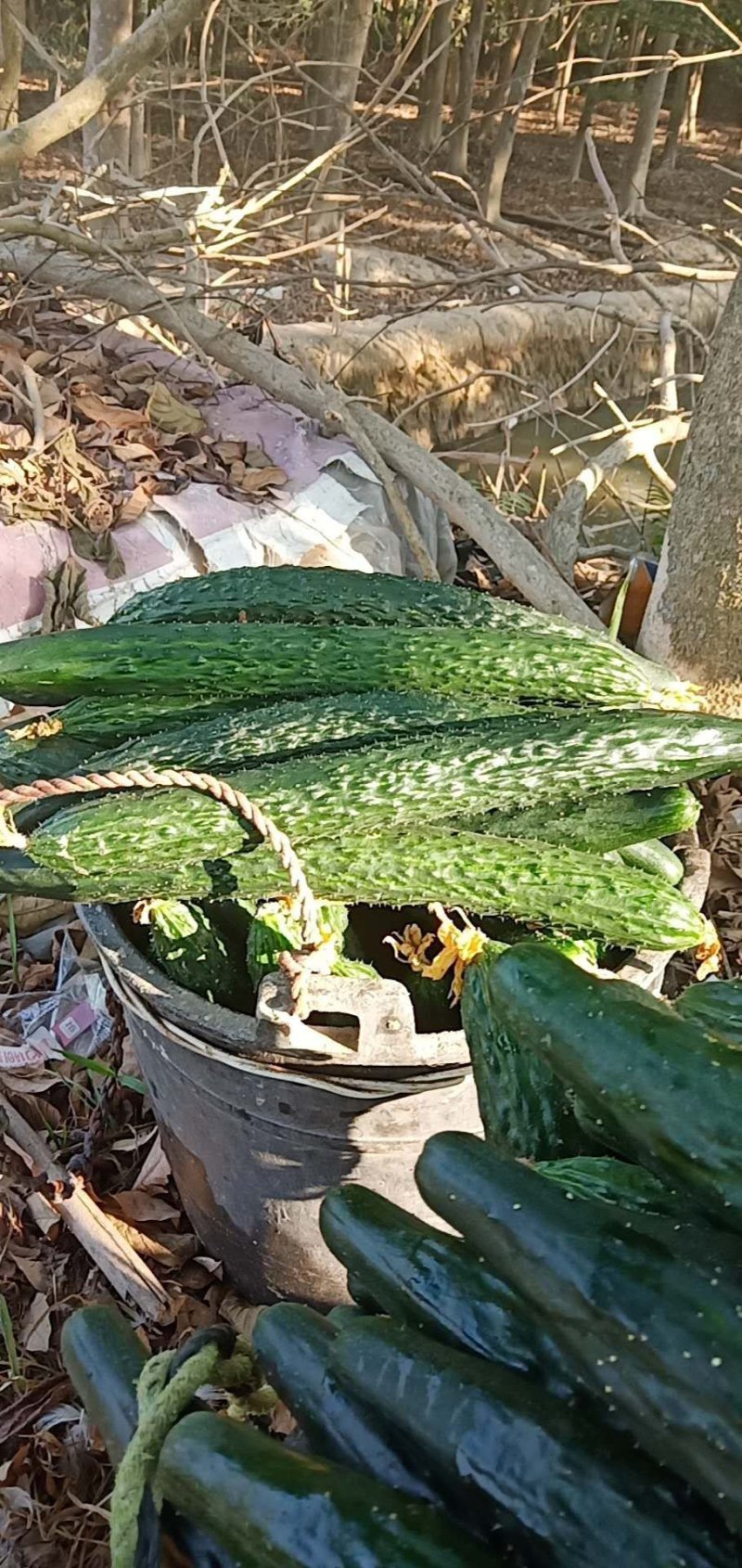 蔬菜