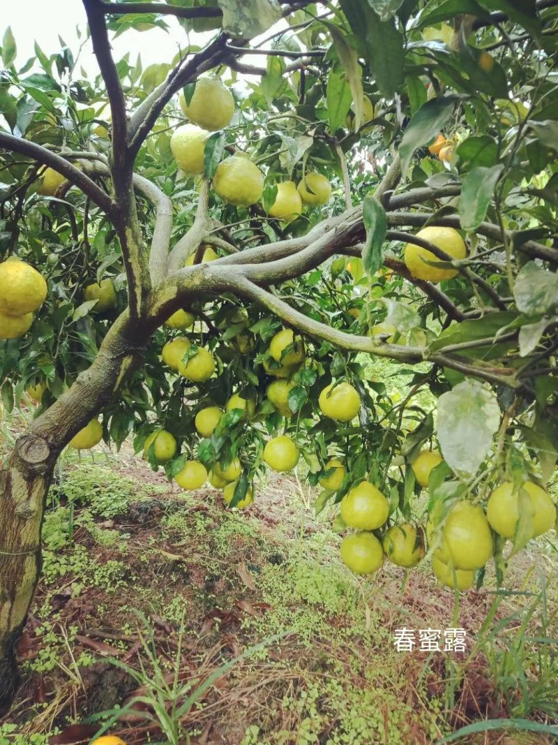 春蜜露果子好吃，好播皮，好分辦细嫩化渣。