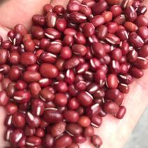 精选优质珍珠粒红小豆，食品级红豆