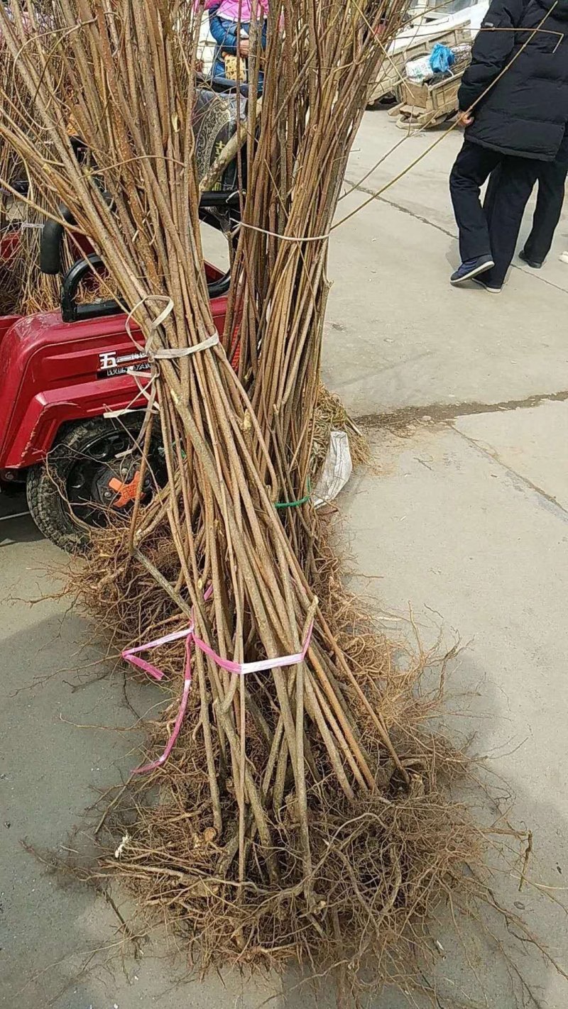 连翘苗，当年升至五年生
