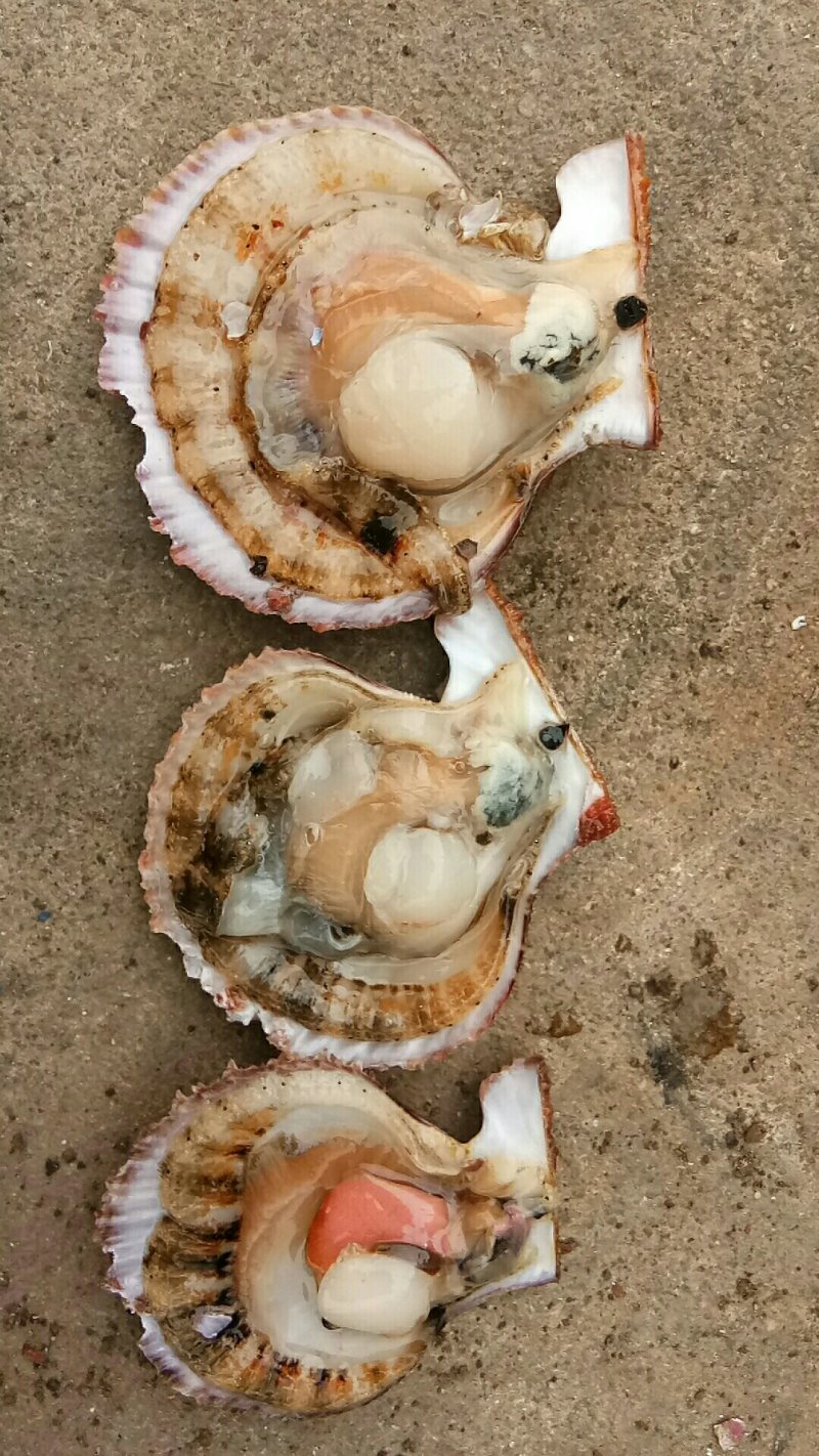 威海扇贝七彩贝港湾贝