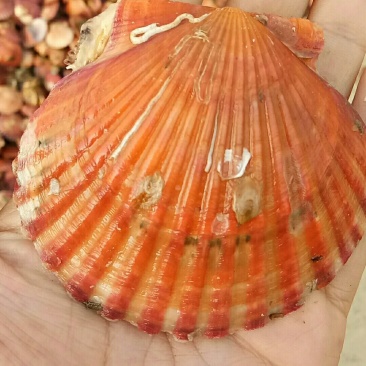 威海扇贝七彩贝港湾贝