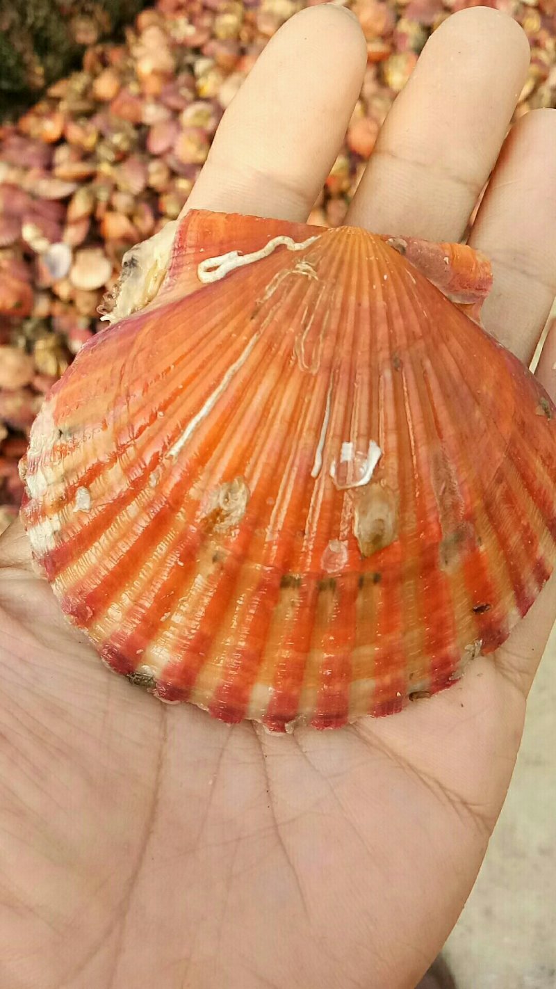 威海扇贝七彩贝港湾贝
