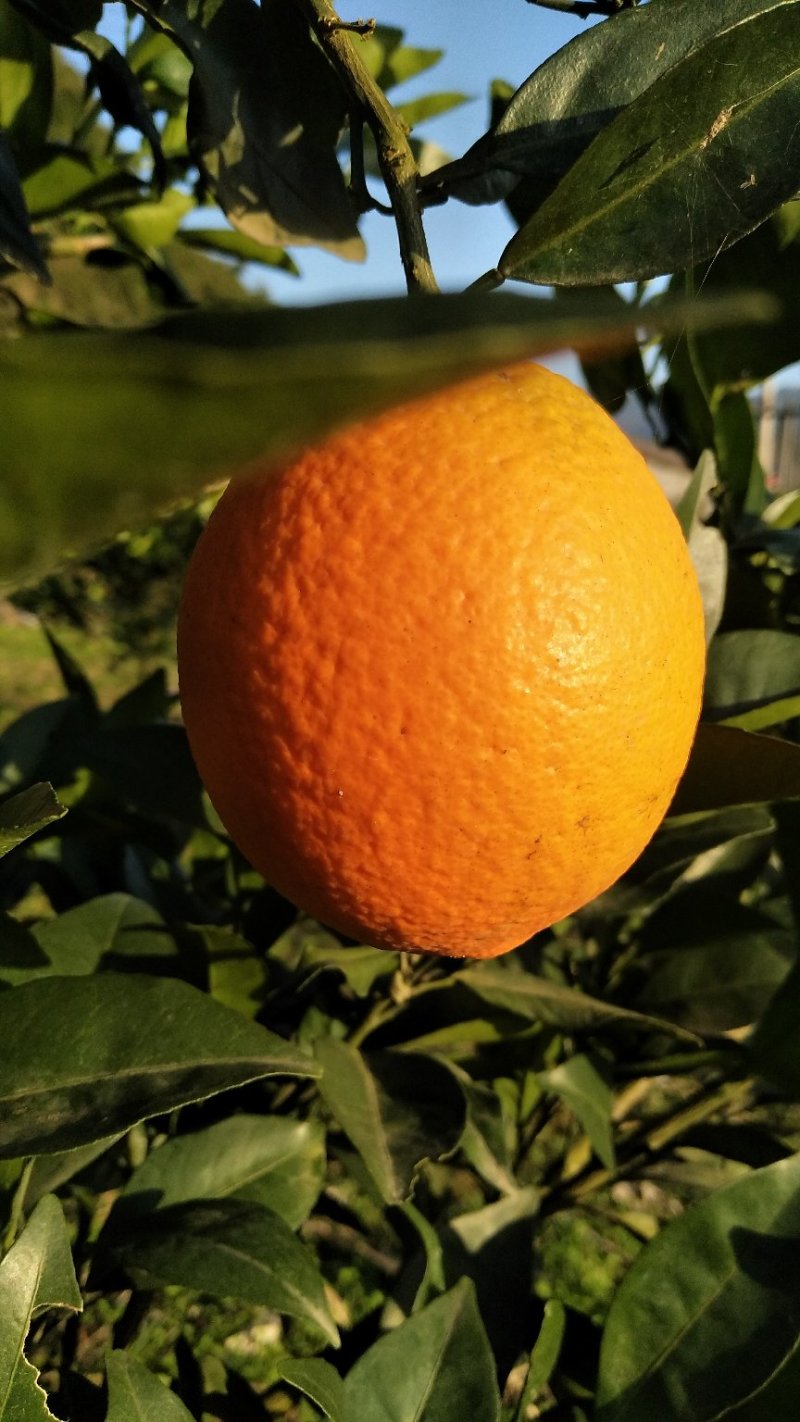 湘西脐橙