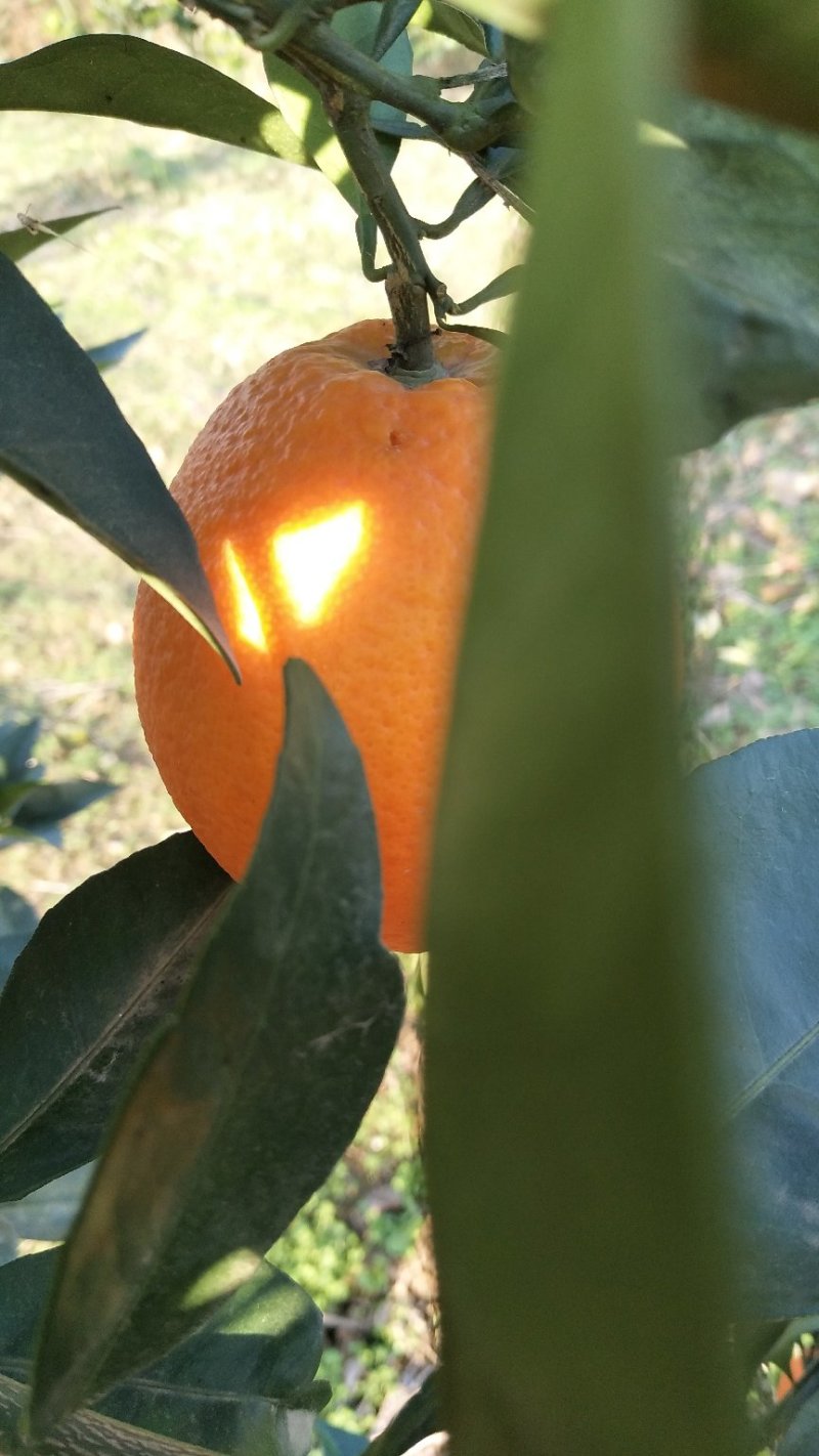湘西脐橙