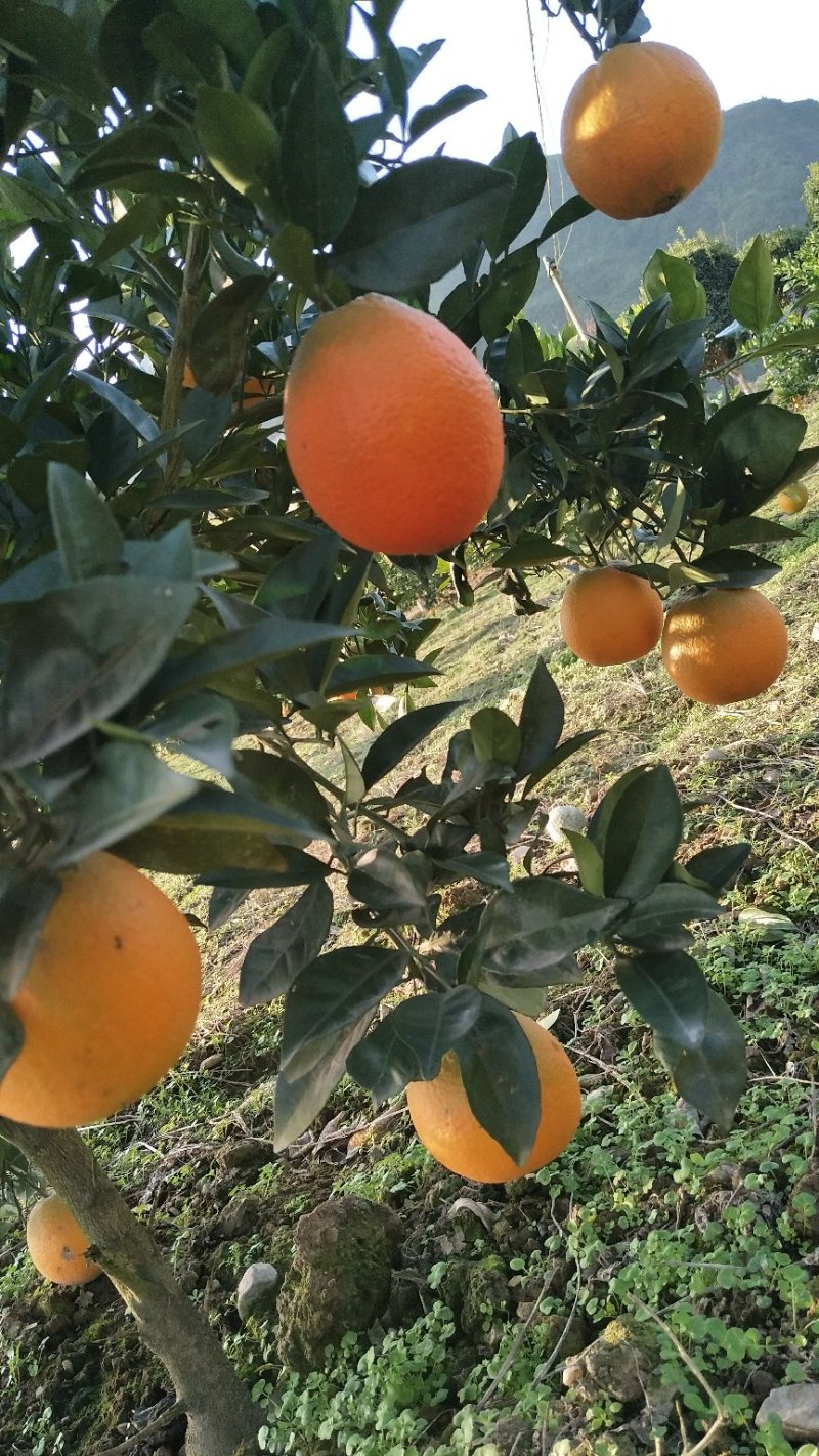 湘西脐橙