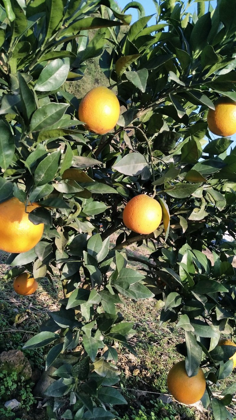 湘西脐橙