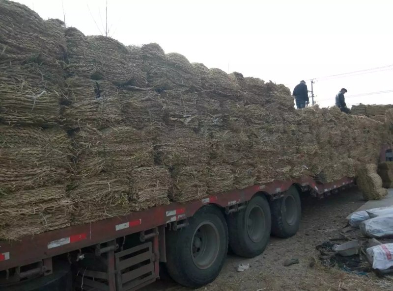 临沂草袋厂家直销草帘子草袋草包草垫子麻袋草绳草袋沙袋