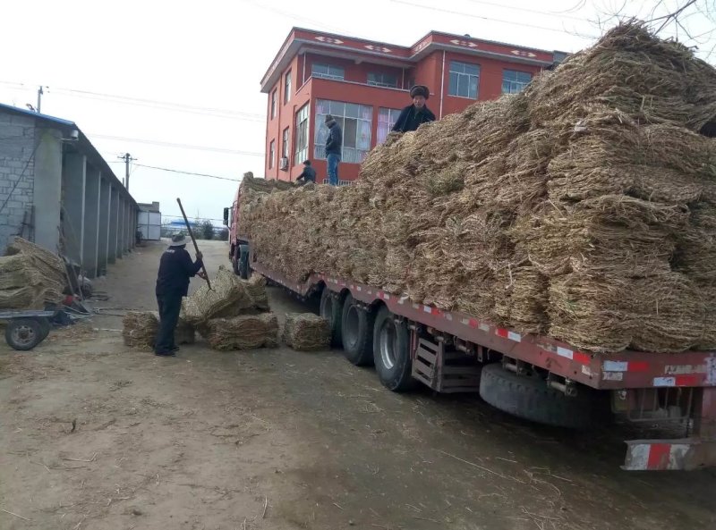 临沂草袋厂家直销草帘子草袋草包草垫子麻袋草绳草袋沙袋