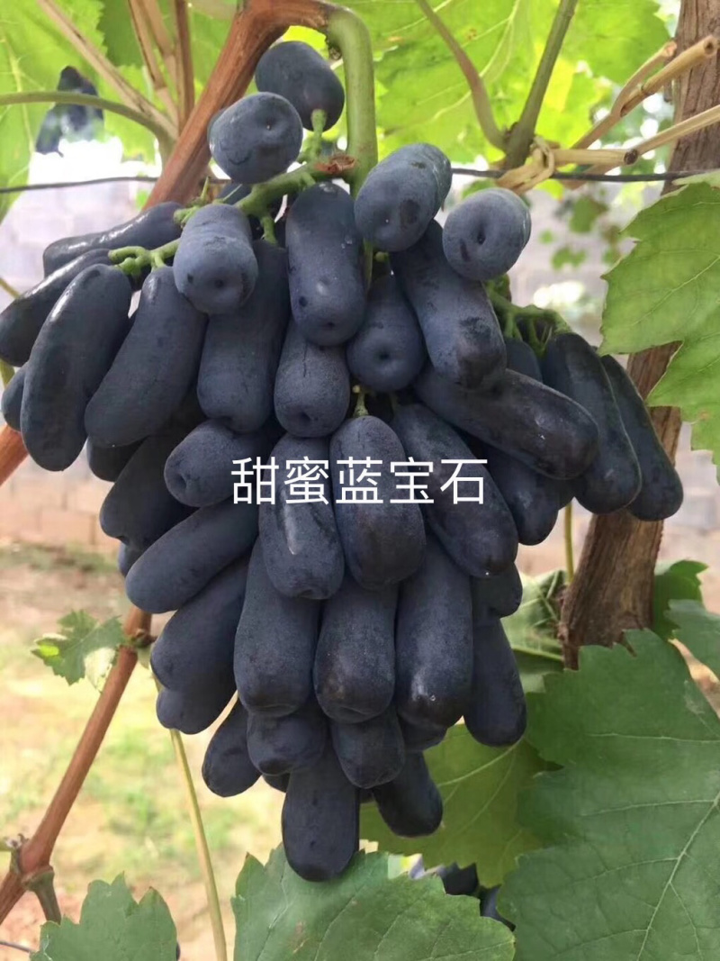 山东新品种葡萄苗优质兰宝石葡萄苗基地直供