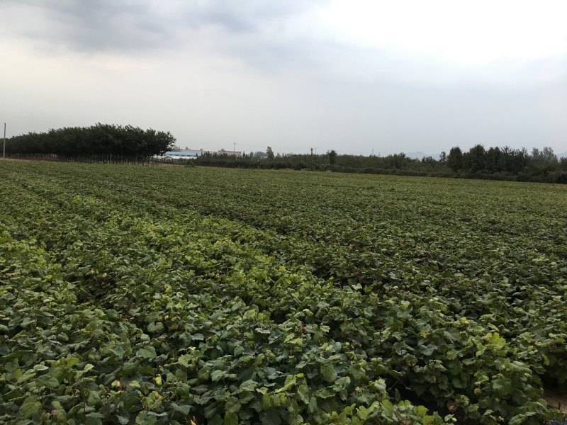 山东新品种葡萄苗优质兰宝石葡萄苗基地直供