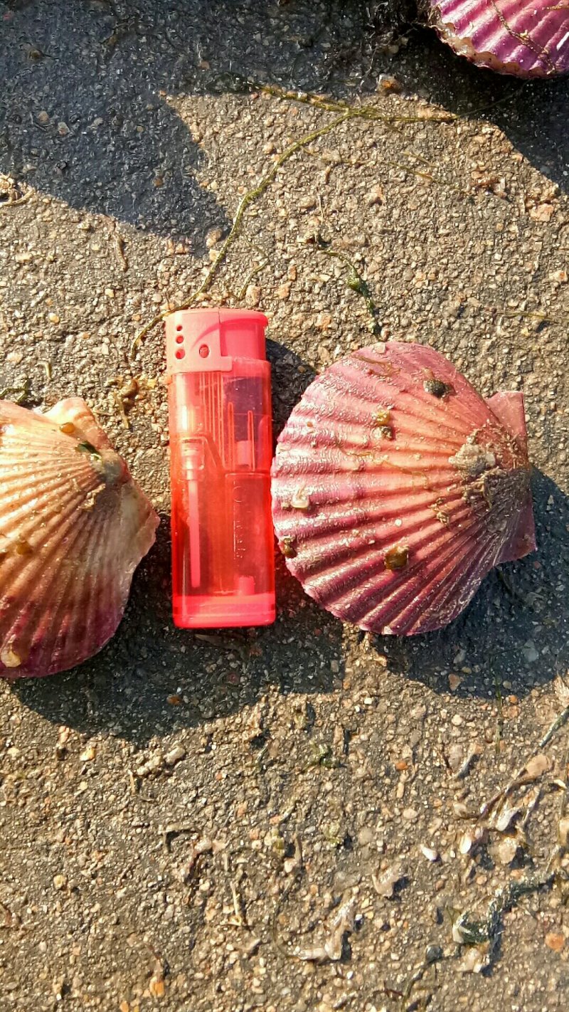 威海扇贝七彩贝港湾贝