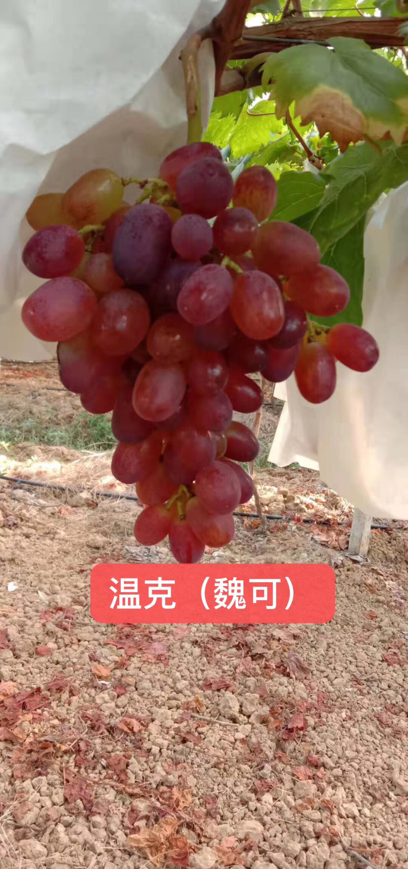 优质醉金香葡萄苗山东苗木基地直销品种纯正