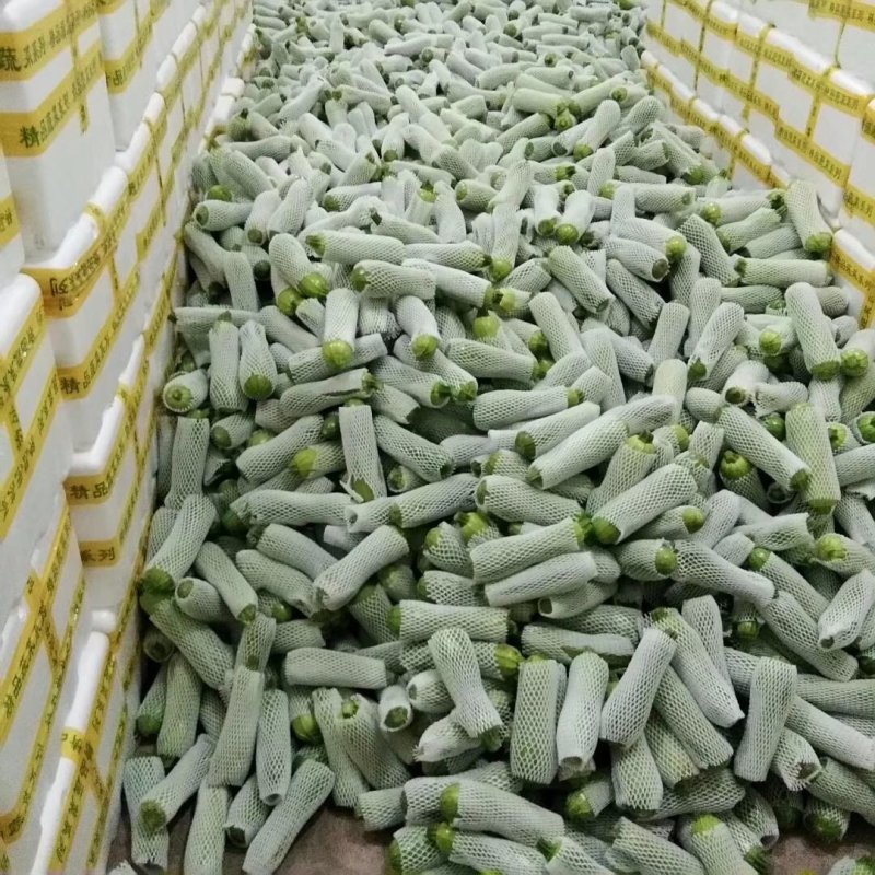 精品西胡芦