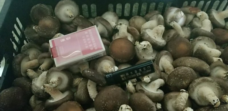 2等香菇