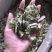 罗布麻叶片野生新疆罗布麻非花茶茶叶