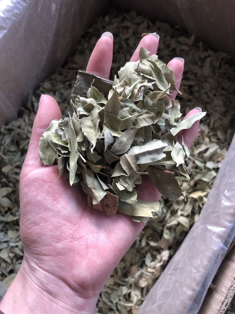 罗布麻叶片野生新疆罗布麻非花茶茶叶
