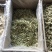 罗布麻叶片野生新疆罗布麻非花茶茶叶