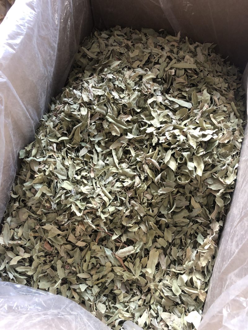 罗布麻叶片野生新疆罗布麻非花茶茶叶