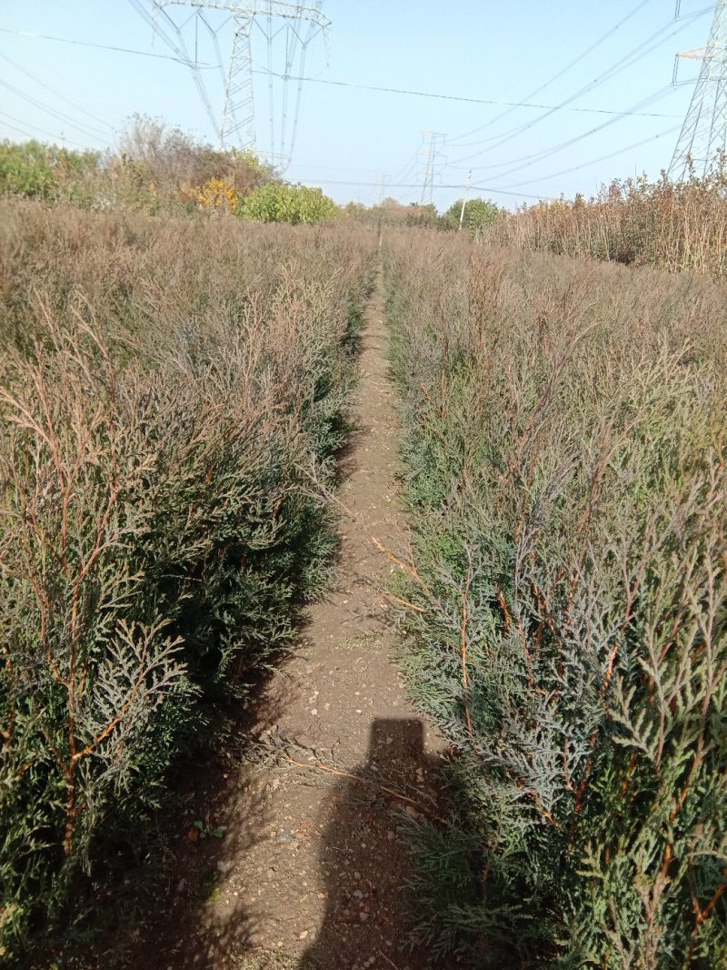 当年种植侧柏苗4cm以下，基地直供，量大量大