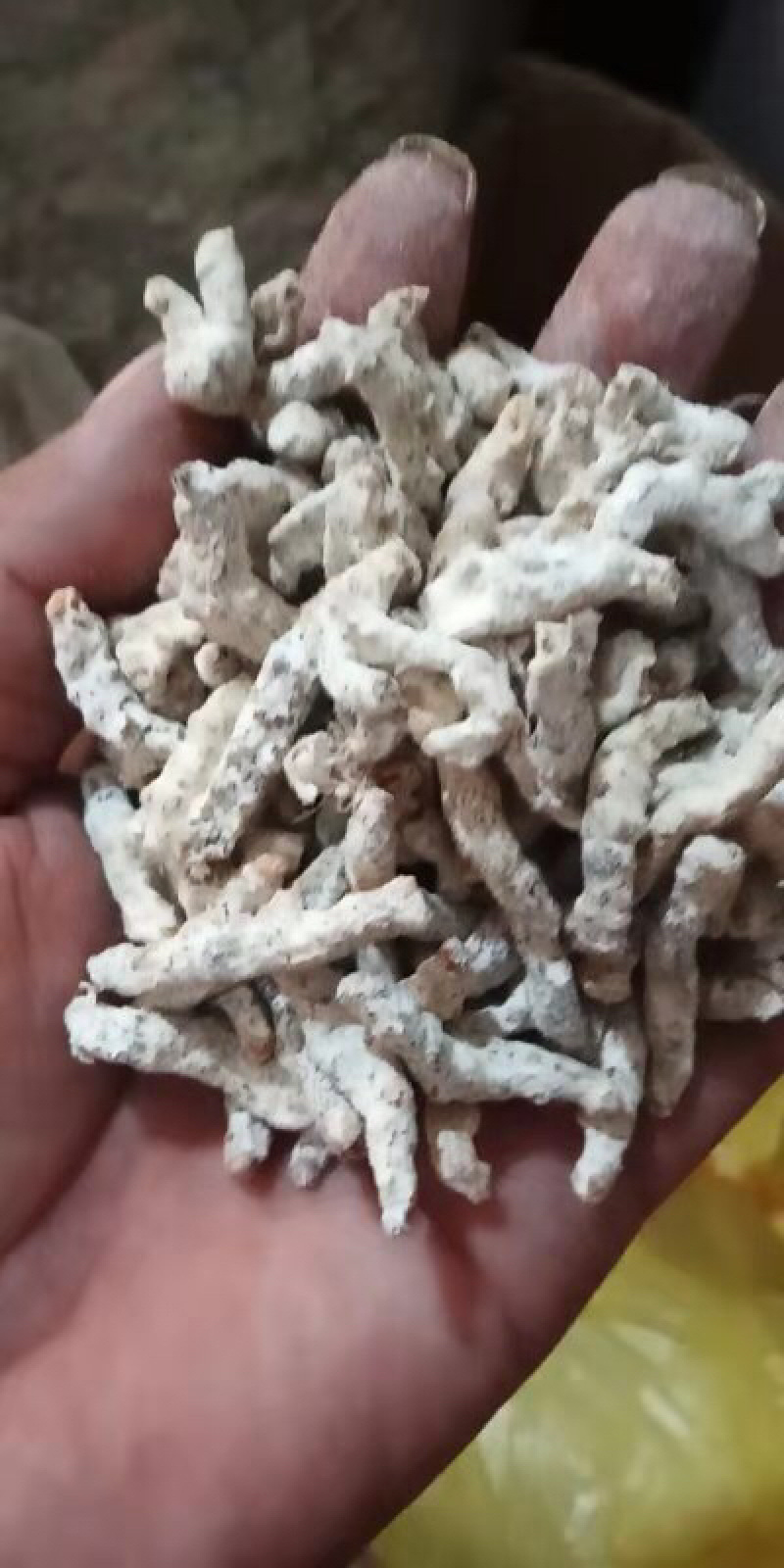 中药材白僵蚕白僵虫姜虫白僵蚕