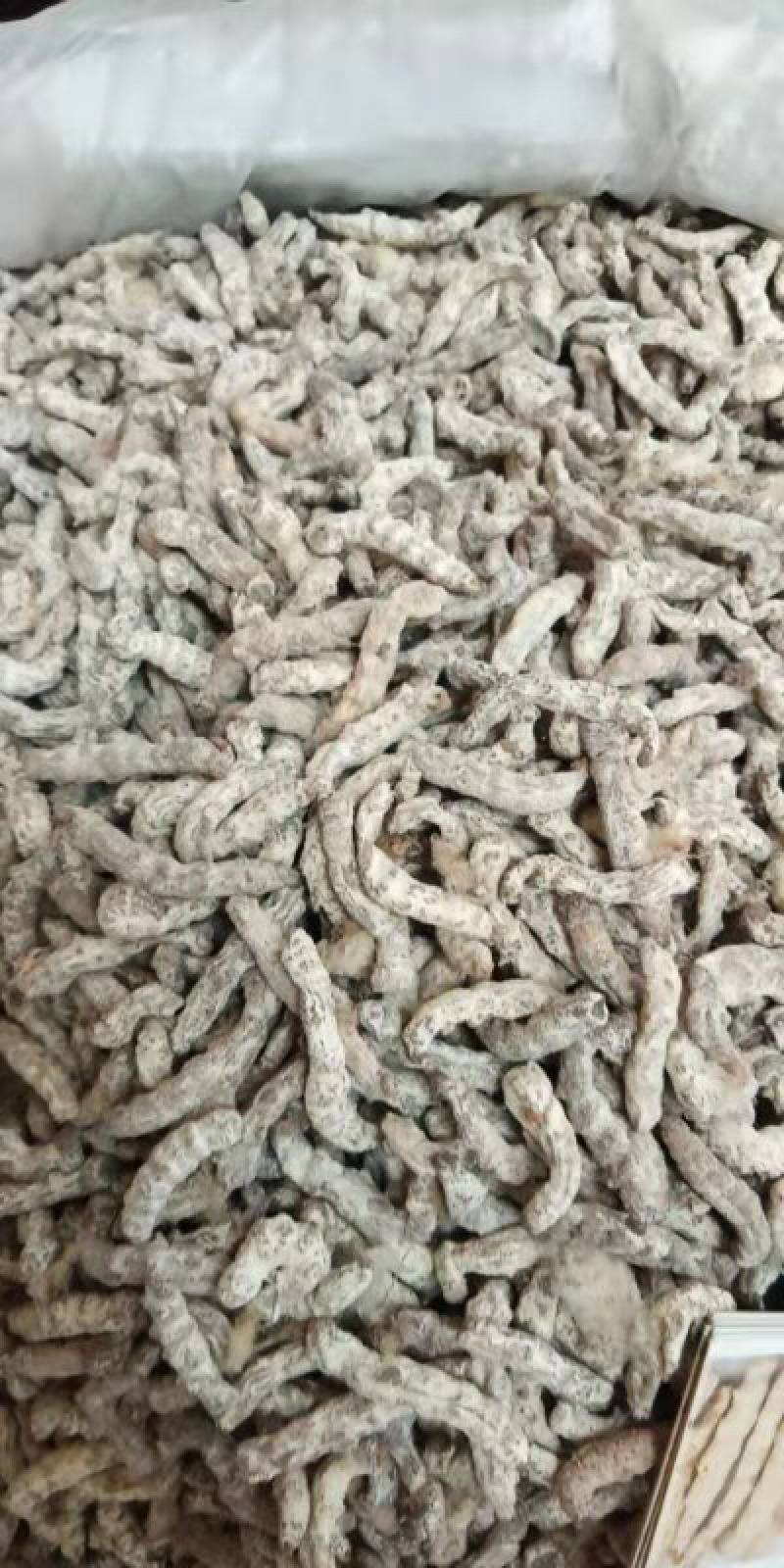 中药材白僵蚕白僵虫姜虫白僵蚕