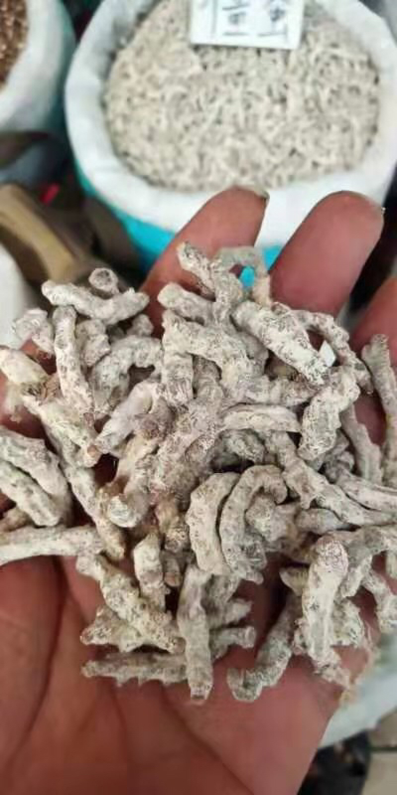 中药材白僵蚕白僵虫姜虫白僵蚕