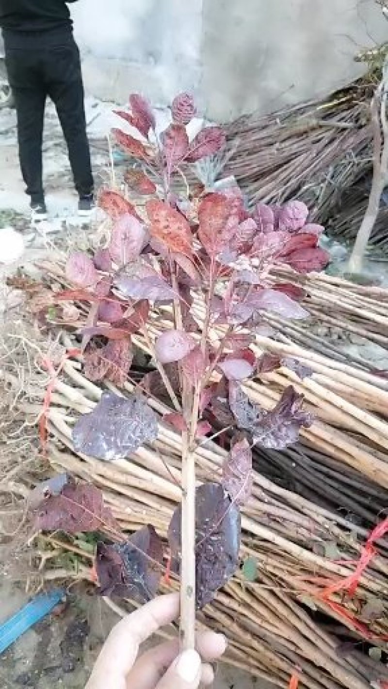 红栌树苗1公分美国红栌价格