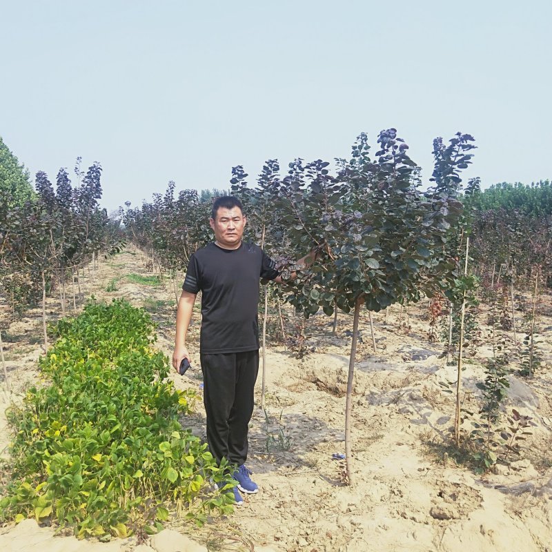 红栌树苗1公分美国红栌价格