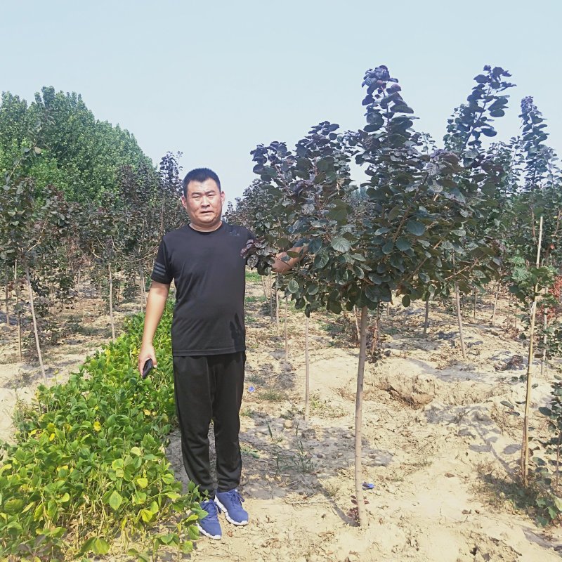 红栌树苗1公分美国红栌价格