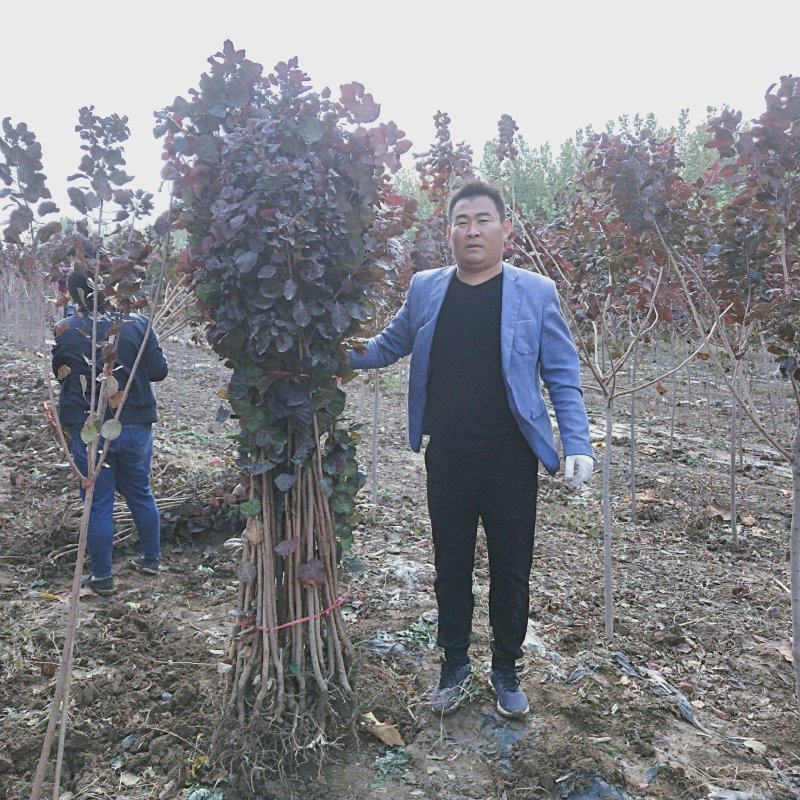 红栌树苗1公分美国红栌价格