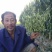 毛豆种子批发翠绿早鲜丰毛豆种毛豆种大荚型早中熟毛豆大豆种