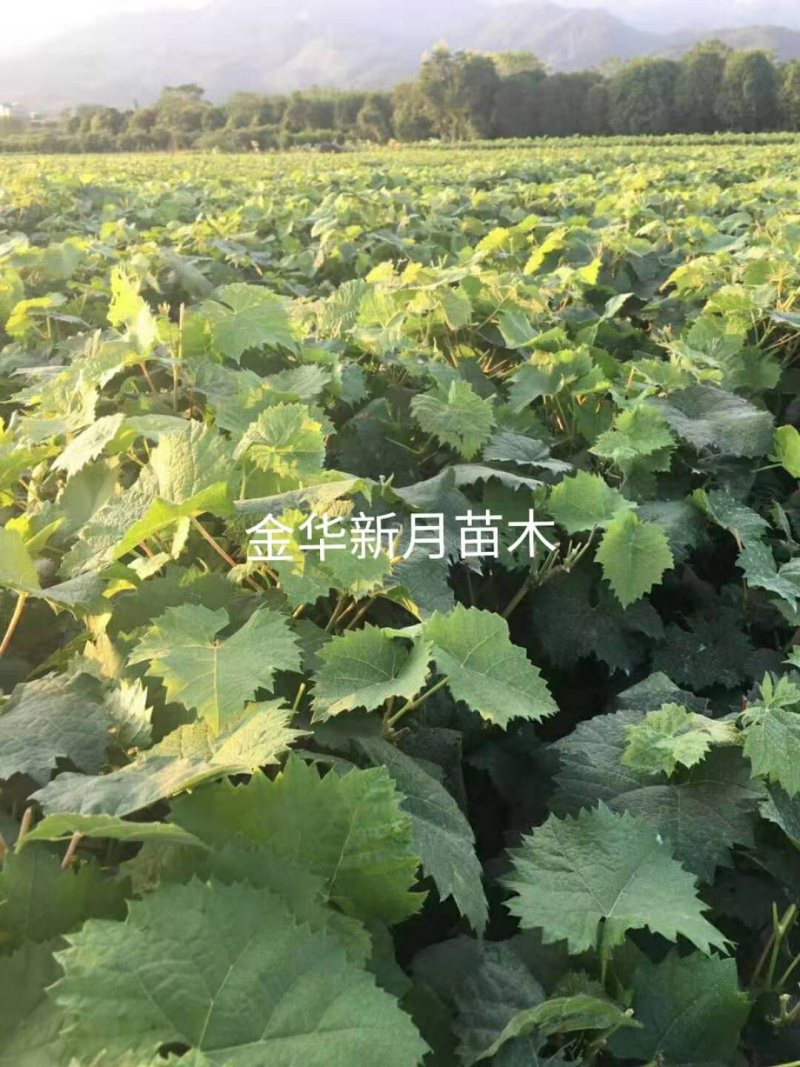 5BB阳光玫瑰苗，5bb阳光玫瑰葡萄苗，纯正,优质