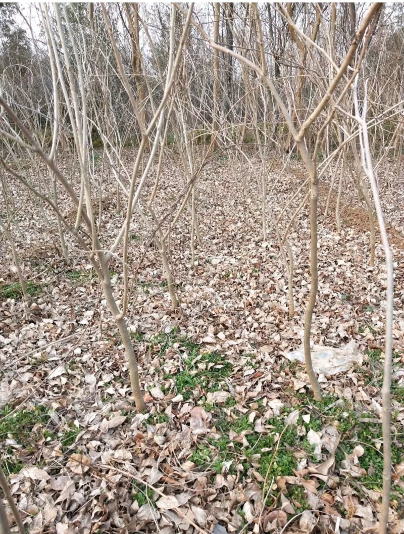 紫藤树苗山东1公分紫藤小苗装车价格