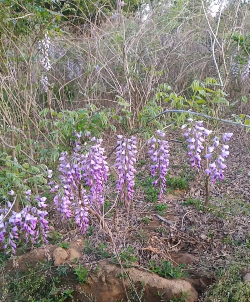 紫藤树苗山东1公分紫藤小苗装车价格