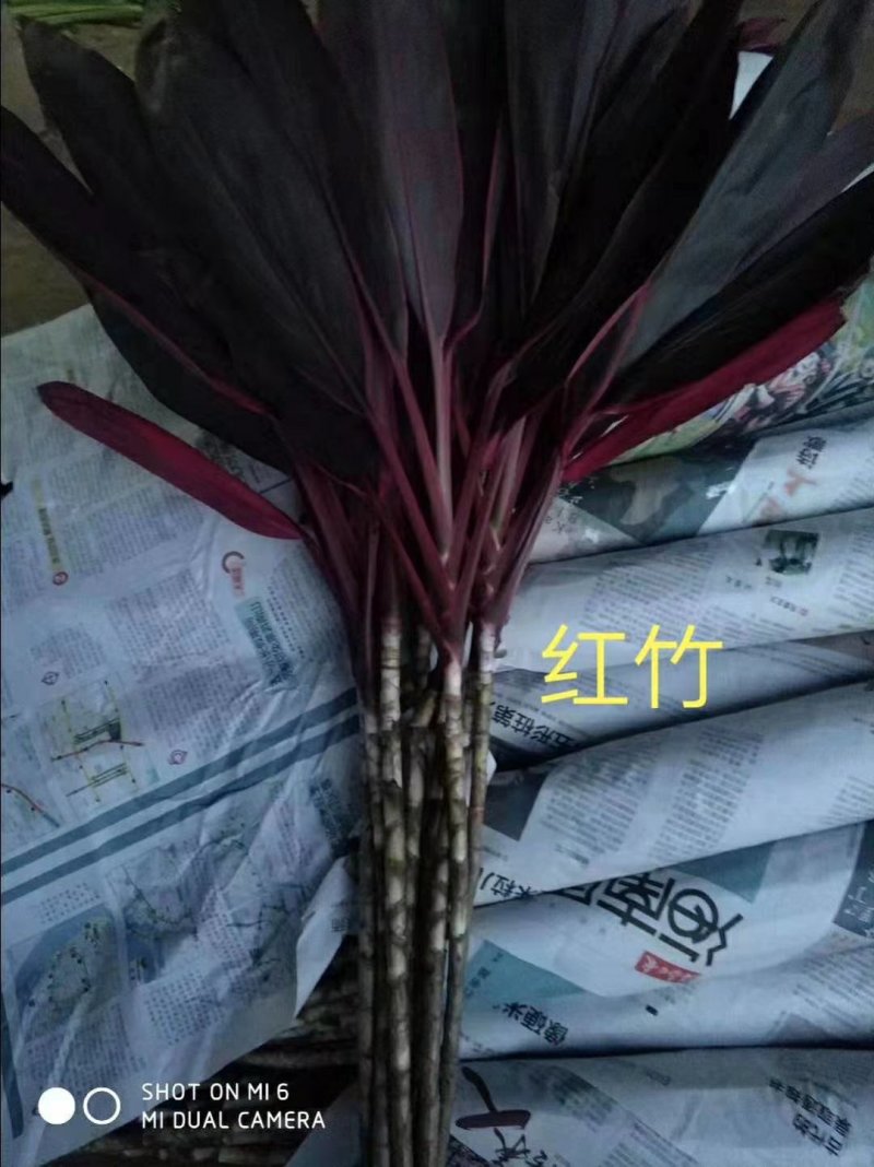【有好货】海南富贵竹红竹焦紫竹观音竹基地直发一件代发支持混批