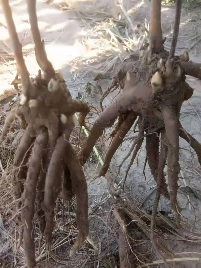 芍药红色系粉色系为主，花海，占地，绿化工程用苗，可盆栽