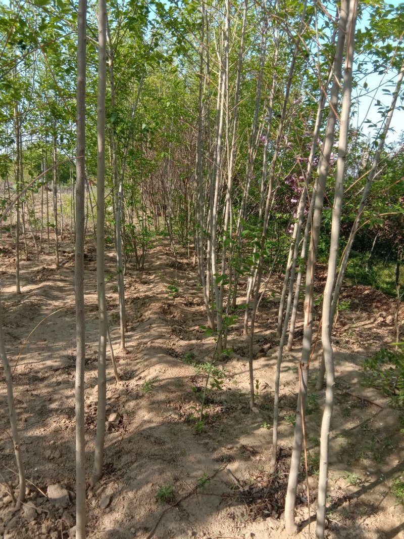 杜仲苗地径2公分以上杜仲