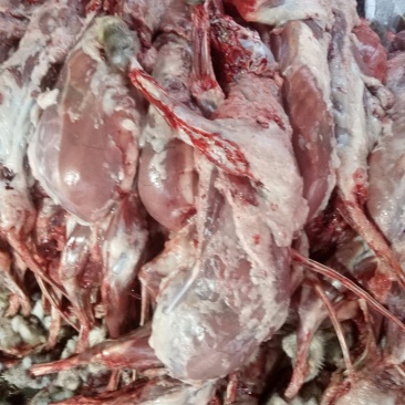 特种动物饲料