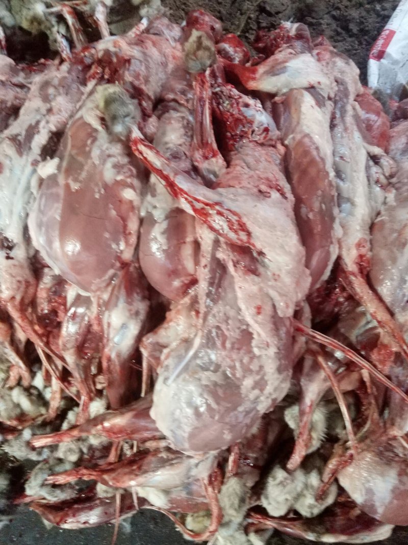 特种动物饲料