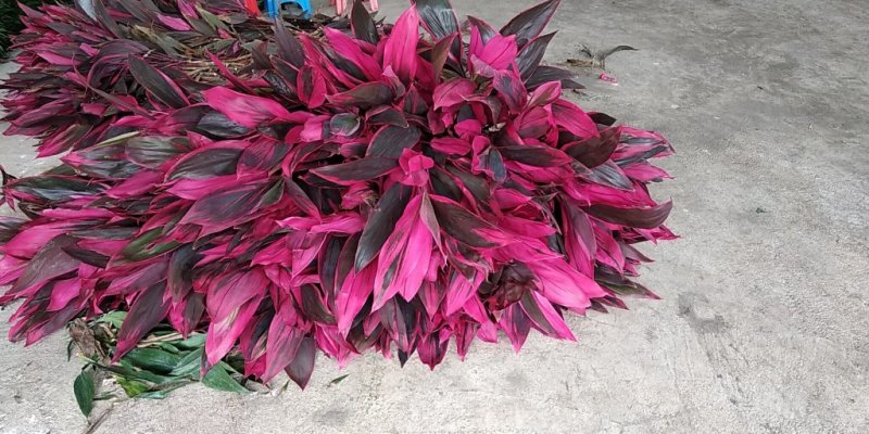 【有好货】海南富贵竹红竹焦紫竹观音竹基地直发一件代发支持混批