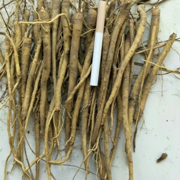 新品种黄芩苗