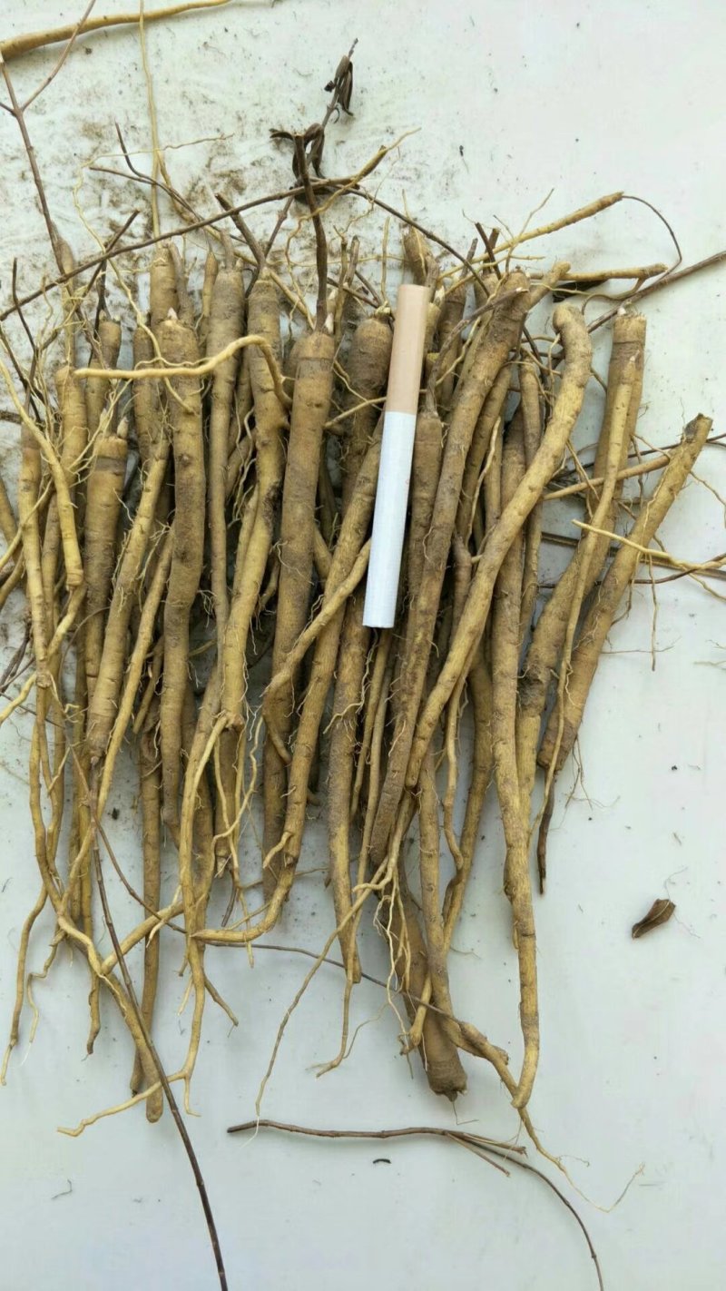 新品种黄芩苗