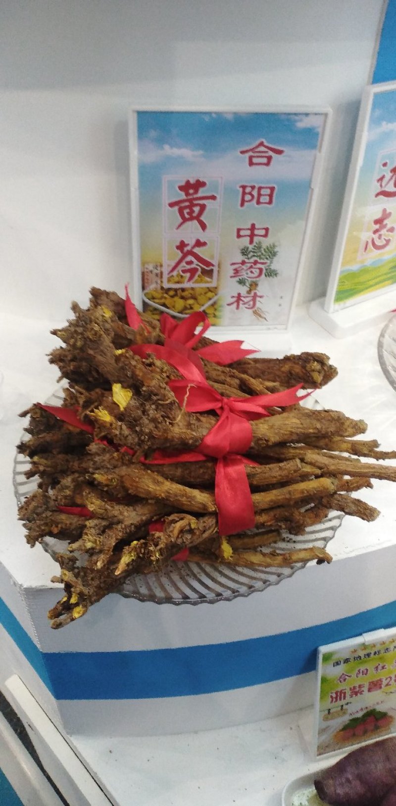 新品种黄芩苗